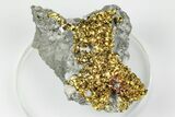 Lustrous, Golden Chalcopyrite Crystals -Sweetwater Mine, Missouri #193782-1
